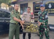 BBKSDA NTT dan Tim Gabungan Gagalkan Penyelundupan 1.260 Ekor Burung  Zosterops Flavus, di Pelabuhan Lorens Say Maumere