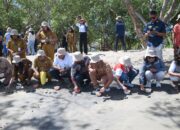 Gelar Festival  Penyu, Pertamina Patra Niaga Lepas Liar 600 Tukik di  Teluk Kupang