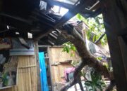 Waspada  Bencana Alam Mengintai, Satu Rumah Sudah Tertimpa Pohon Kemiri