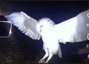 Viral Video Bunuh Burung Hantu, Polda NTT Temukan Pelaku Dari Dusun Nela, Kabupaten Belu