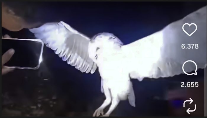 Viral Video Bunuh Burung Hantu, Polda NTT Temukan Pelaku Dari Dusun Nela, Kabupaten Belu