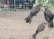 Lagi, Petugas Gabungan Gagalkan Penyelundupan Puluhan Burung di Pelabuhan Lorens Say Maumere