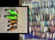 Tangkap Ikan Gunakan Bom Rakitan, Nelayan Pulau Parumaan Ditangkap Ditpolairut NTT