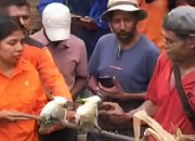 Hindari Kepunahan, Forum PRB Lembata Lepasliarkan Dua Ekor Kakatua Jambul Kuning