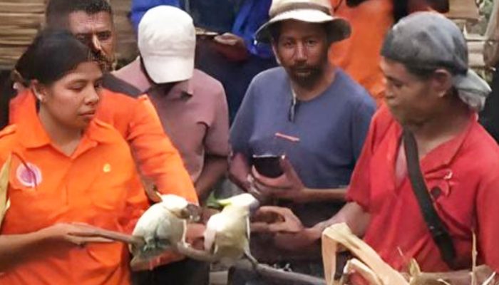 Hindari Kepunahan, Forum PRB Lembata Lepasliarkan Dua Ekor Kakatua Jambul Kuning